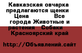 Кавказская овчарка -предлагаются щенки › Цена ­ 20 000 - Все города Животные и растения » Собаки   . Красноярский край